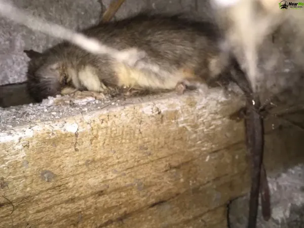 Dead Rat Removal Steiglitz